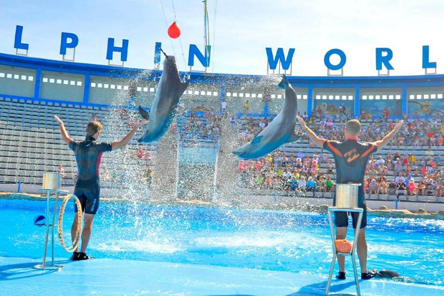 Spectacle-Dauphins-