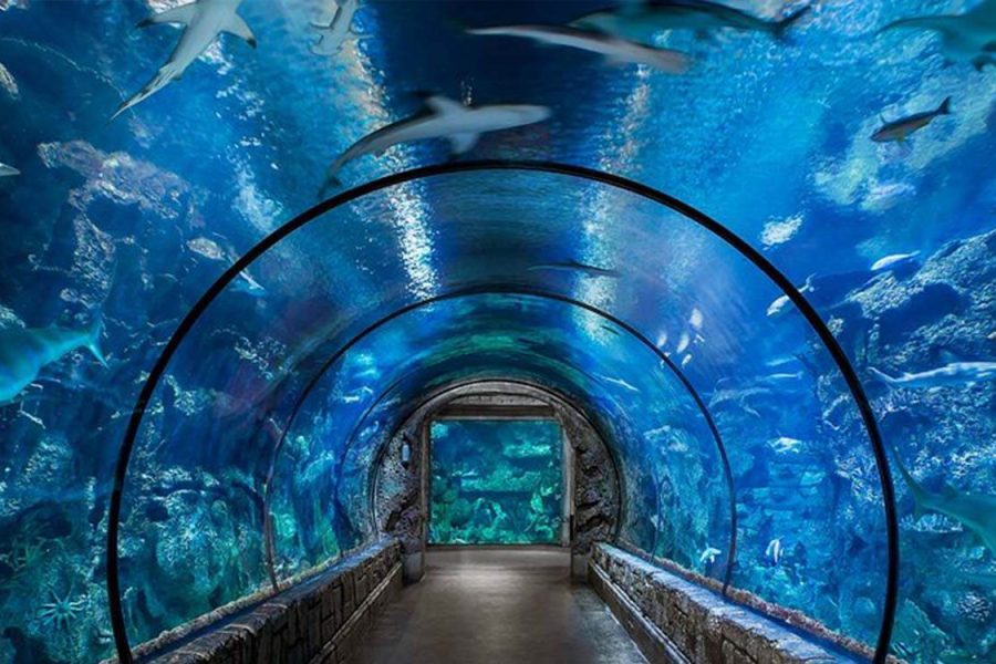 Aquarium-Hurghada-